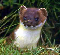 Stoat's Avatar