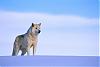 Arctic Wolf's Avatar