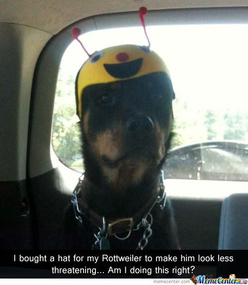 Name:  hat-for-my-rottweiler_o_1223345.jpg
Views: 136
Size:  42.3 KB