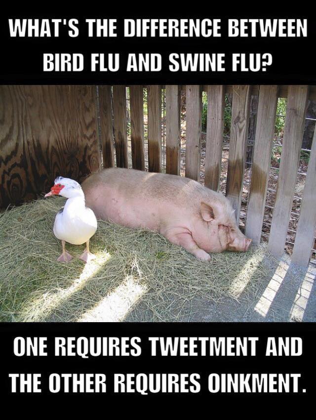 Name:  Bird Flu and Swine Flu.jpg
Views: 645
Size:  88.3 KB
