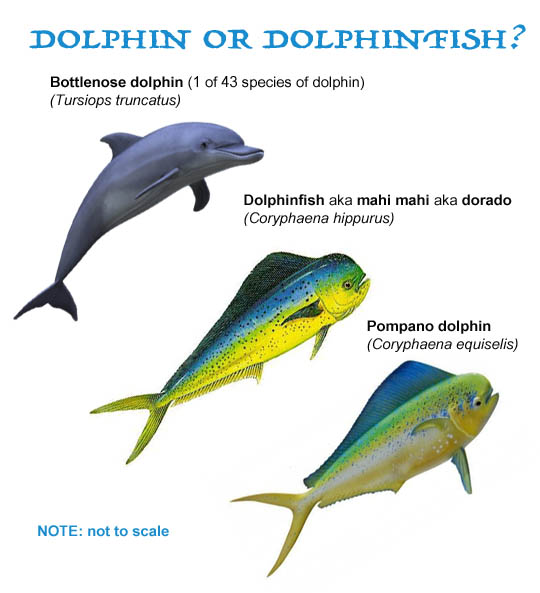 Name:  dolphin-or-dolphinfish.jpg
Views: 307
Size:  70.7 KB