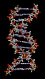 Name:  DNA (90 x 156).jpg
Views: 815
Size:  6.9 KB