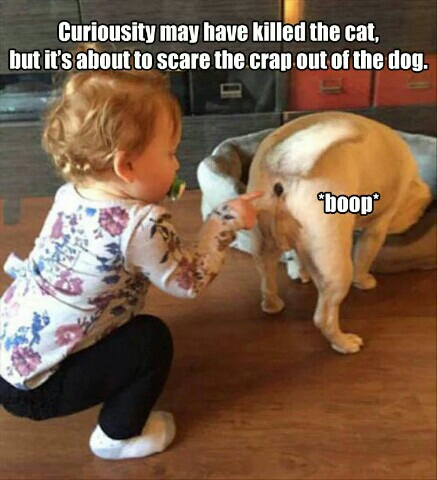 Name:  dog%20doorbell.jpg
Views: 111
Size:  132.7 KB