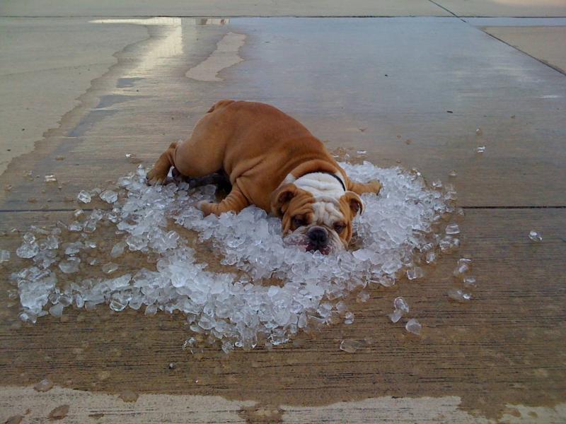 Name:  dog on ice.jpg
Views: 69
Size:  70.3 KB