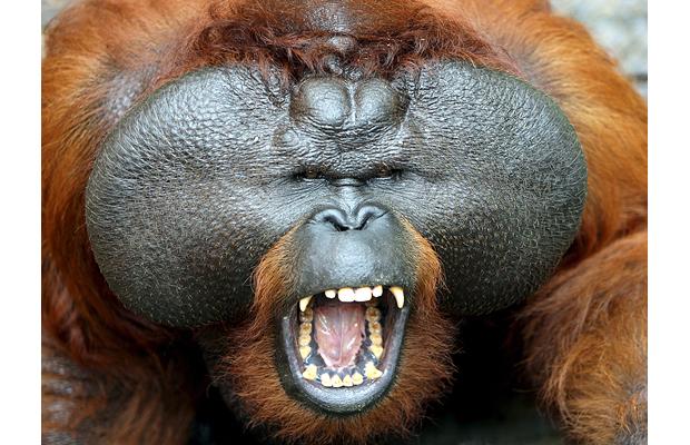 Name:  angry-orangutan_1210364i.jpg
Views: 315
Size:  59.2 KB