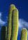 Saguaro_7.3's Avatar