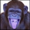 gearhead952's Avatar