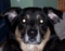 OneBrokeDog's Avatar