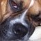 Chistoso's Avatar