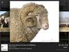 Sheepman's Avatar