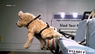 Canine Crash Test Proves Cars Are Not Dog’s Best Friend