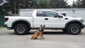 6 Ford Truck Mods for Your Dog