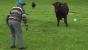 Kiwi Octogenarian Gets Between Mad Bull and His Ford Ute