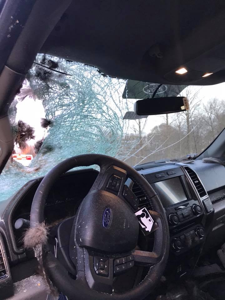 Fowl Play: Ford F-150 Almost Taken Out by Renegade Turkey