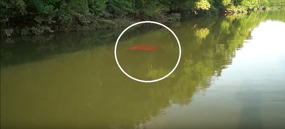Diver Helps Rescue Ford Ranger Submerged in River (Video)