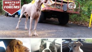 Ford Owners & Their Four-Legged Friends