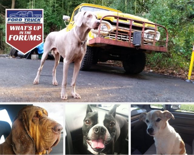 Ford Owners & Their Four-Legged Friends