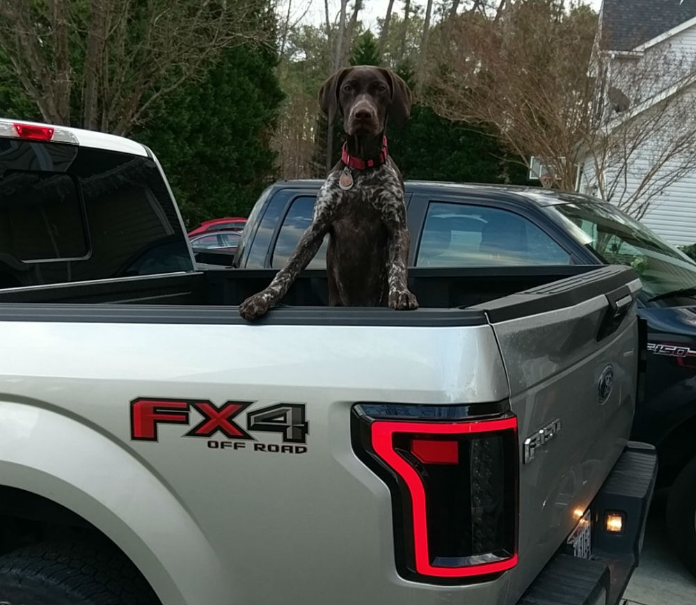 F-150 FX4 Taillights and a Dog