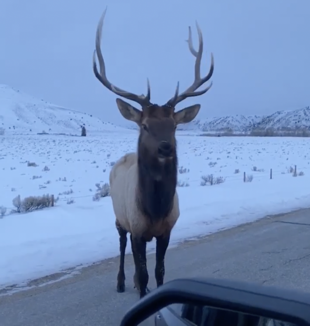 Ford Truck Driver Confronts Elk